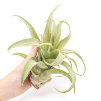 Jumbo Tillandsia Streptophylla Air Plants - Limited Quantities