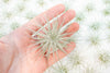 SALE - Small Tillandsia Tectorum Ecuador Air Plants - Set of 3, 6 or 9