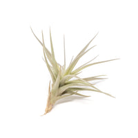 SALE - The Elegant Collection of Tillandsia Air Plants - Set of 10, 20, or 30 - 60% Off