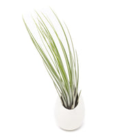 Large Ivory Ceramic Container - Choose Your Custom Tillandsia Air Plant