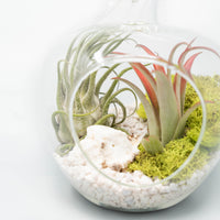 Apple Terrarium with Pebble Kit and Tillandsia Air Plants