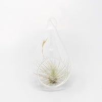 Teardrop Glass Terrariums - Set of 6 or 12