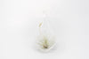 Minimalist Terrarium in a Glass Teardrop - Choose Your Custom Tillandsia Air Plant