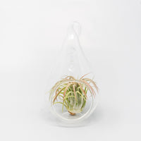 Minimalist Terrarium in a Glass Teardrop - Choose Your Custom Tillandsia Air Plant