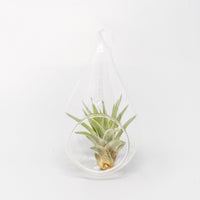 Minimalist Terrarium in a Glass Teardrop - Choose Your Custom Tillandsia Air Plant