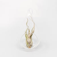 Teardrop Glass Terrariums