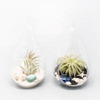 Teardrop Glass Terrariums - Set of 6 or 12