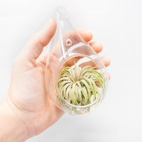 Teardrop Glass Terrariums