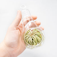 Hanging Light Bulb Terrarium with Flat Bottom