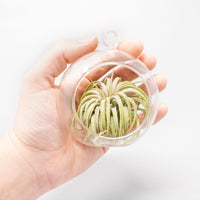 Mini Hanging Flat Bottom Glass Terrariums with Assorted Tillandsia Air Plants