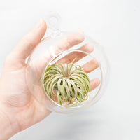 Beach Terrarium in Flat Bottom Globe with White Sand and Tillandsia Ionantha