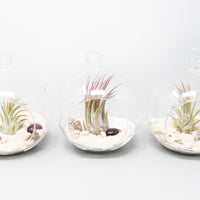 Beach Terrarium in Flat Bottom Globe with White Sand and Tillandsia Ionantha