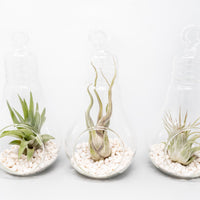 Hanging Light Bulb Terrarium with Crushed White Stones and Tillandsia Air Plant