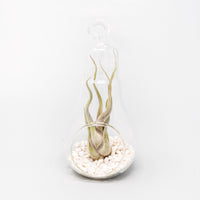 Hanging Light Bulb Terrarium with Crushed White Stones and Tillandsia Air Plant