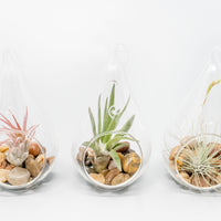 Teardrop Glass Terrariums