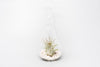 Hanging Light Bulb Terrarium with Crushed White Stones and Tillandsia Air Plant