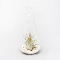 Hanging Light Bulb Terrarium with Crushed White Stones and Tillandsia Air Plant