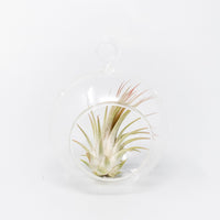 Mini Hanging Flat Bottom Glass Terrariums with Assorted Tillandsia Air Plants