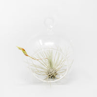 Mini Hanging Flat Bottom Glass Terrariums with Assorted Tillandsia Air Plants