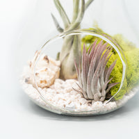 Pear Terrarium with Pebble Kit and Tillandsia Air Plants