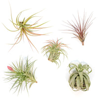 Collector's Choice Variety of Tillandsia Air Plants