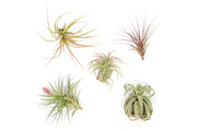 Collector's Choice Variety of Tillandsia Air Plants