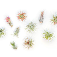 SALE - Tillandsia Ionantha Air Plant Super Packs - Set of 20, 30 or 50 - 70% Off