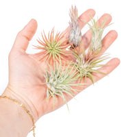 SALE - Tillandsia Ionantha Air Plant Super Packs - Set of 20, 30 or 50 - 70% Off