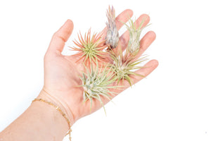 SALE - Tillandsia Ionantha Air Plant Super Packs - Set of 20, 30 or 50 - 70% Off