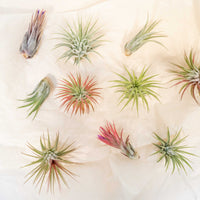 SALE - Tillandsia Ionantha Air Plant Super Packs - Set of 20, 30 or 50 - 70% Off