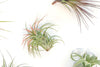 Collector's Choice Variety of Tillandsia Air Plants