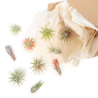 SALE - Tillandsia Ionantha Air Plant Super Packs - Set of 20, 30 or 50 - 70% Off