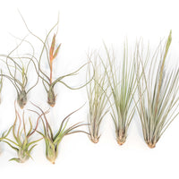 Long & Lovely Collection of Tillandsia Air Plants - Set of 9 or 18