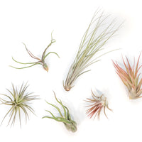 Tillandsia Air Plant Grab Bag of 6 Plants + 1 Year Air Plant Fertilizer Pack