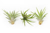 Large Tillandsia Velutina Air Plants / 4-6 Inch Plants