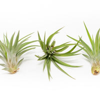 Large Tillandsia Velutina Air Plants / 4-6 Inch Plants