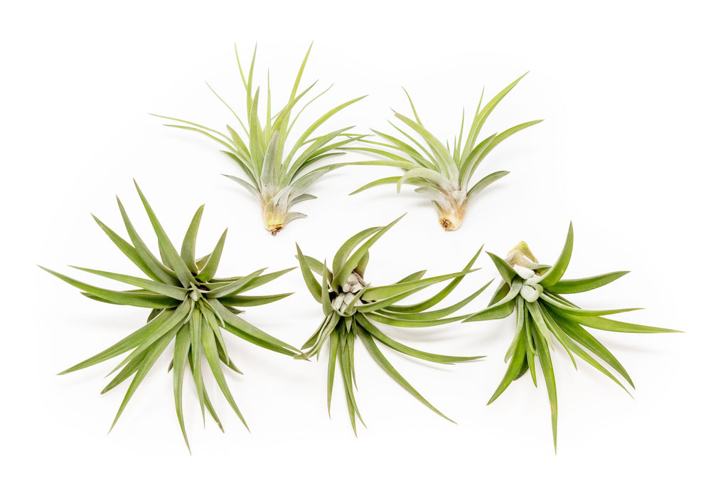 SALE - Large Tillandsia Velutina Air Plants - Set of 5 or 10 - 50% Off