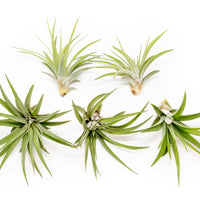 Large Tillandsia Velutina Air Plants / 4-6 Inch Plants