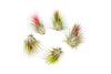 Tillandsia Ionantha Guatemala Air Plants - Set of 10, 20 or 50 Air Plants - 70% Off