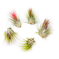 Tillandsia Ionantha Guatemala Air Plants - Set of 10, 20 or 50 Air Plants - 70% Off