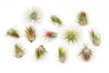 Tillandsia Ionantha Guatemala Air Plants - Set of 10, 20 or 50 Air Plants - 70% Off