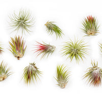 Tillandsia Ionantha Guatemala Air Plants - Set of 10, 20 or 50 Air Plants - 70% Off