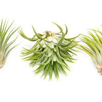 Large Tillandsia Ionantha Rubra Air Plants