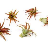 Now in Blush - Tillandsia Red Abdita Air Plants