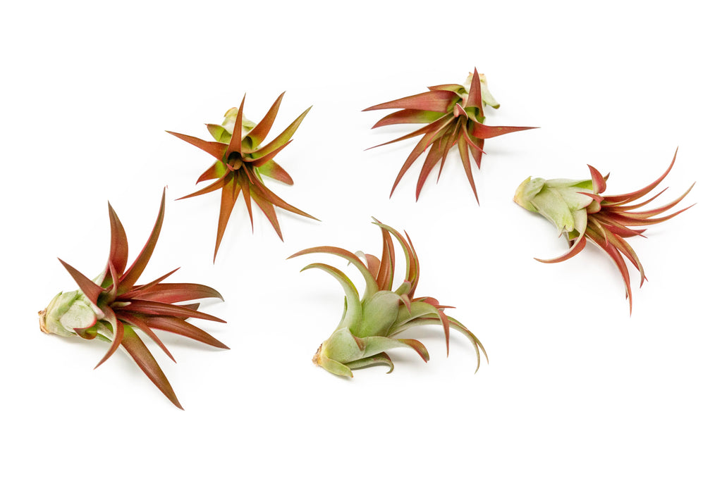 Now in Blush - Tillandsia Red Abdita Air Plants