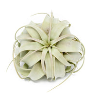 Large Tillandsia Air Plant Variety Pack - 5 Big Plants