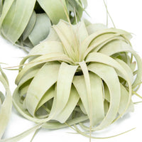 Medium Tillandsia  Xerographica Air Plant / 5-6 Inches Wide