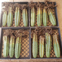 Trichocereus Pachanoi Common San Pedro PC Ornamental Grafting Cactus Cuttings and Potted