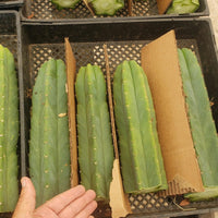 Trichocereus Pachanoi Common San Pedro PC Ornamental Grafting Cactus Cuttings and Potted