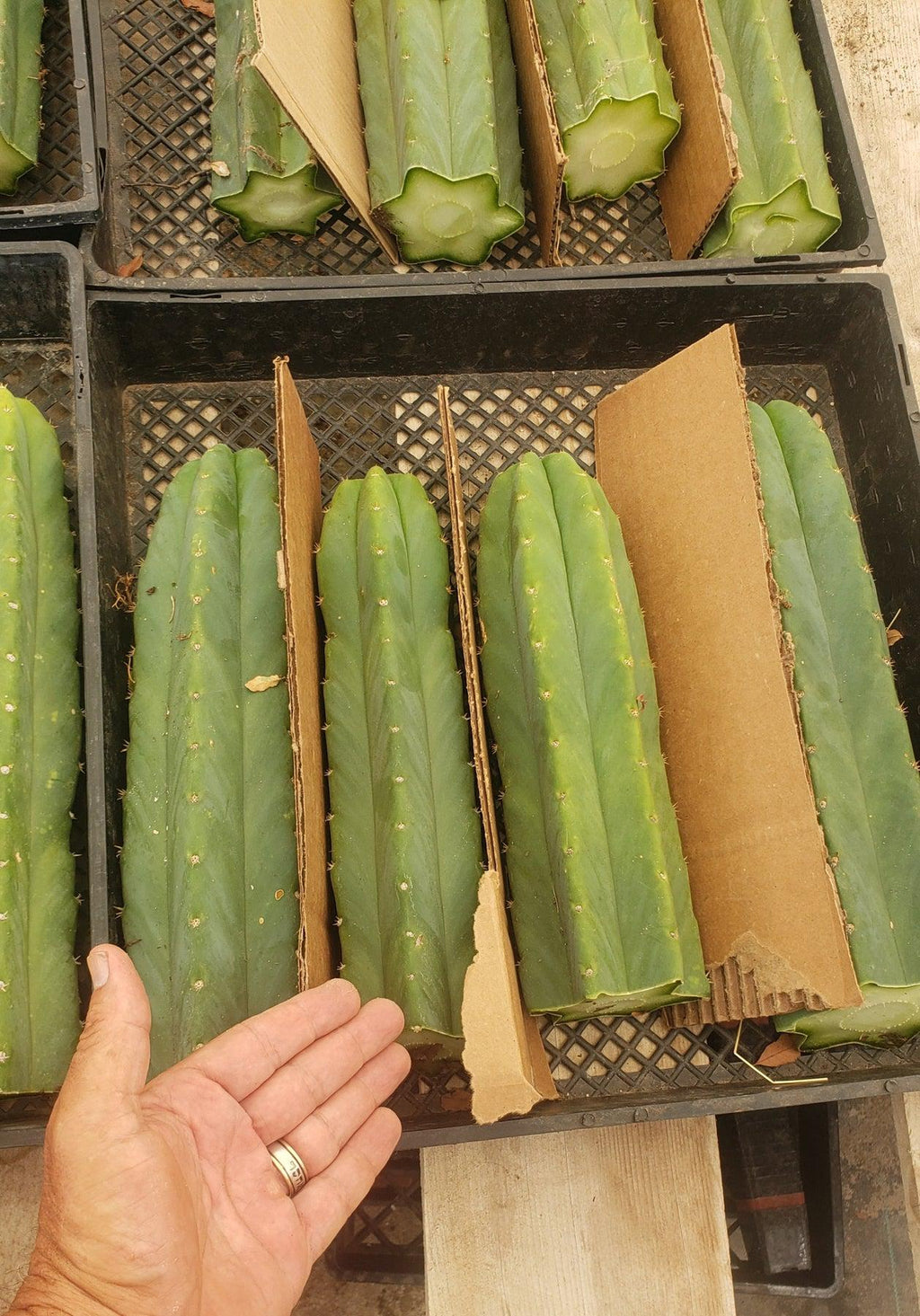 Trichocereus Pachanoi Common San Pedro PC Ornamental Grafting Cactus Cuttings and Potted